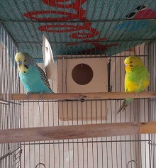 COCCHI