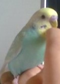 CIAO