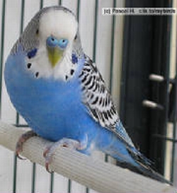 pietro03