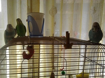 Ciccio..jeet coco sub xD