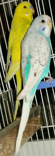 i miei piccoli amici