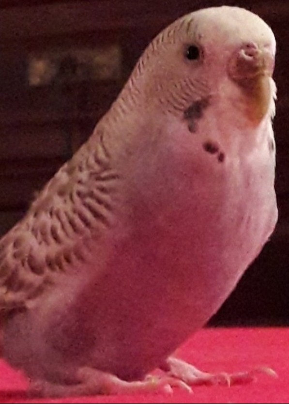 Peep\\\'s world