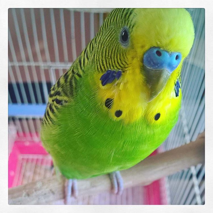 Angreen & Blu