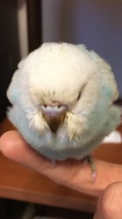 Nimueh