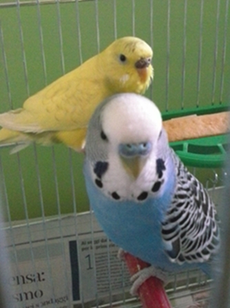 I miei pappagallini!
