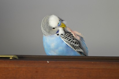 Elvis
