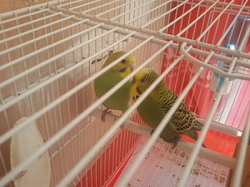 lui e le sue cocorite