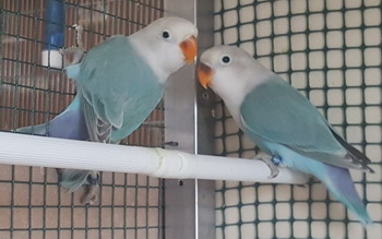 Allevamento Inseparabili Isi