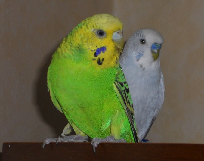 dulbs