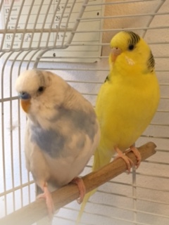 Cico e Smeraldina
