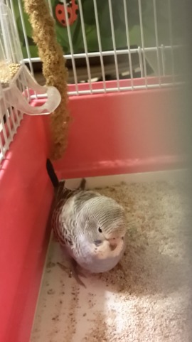 Vale & Chiko