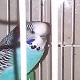 salvo coco90