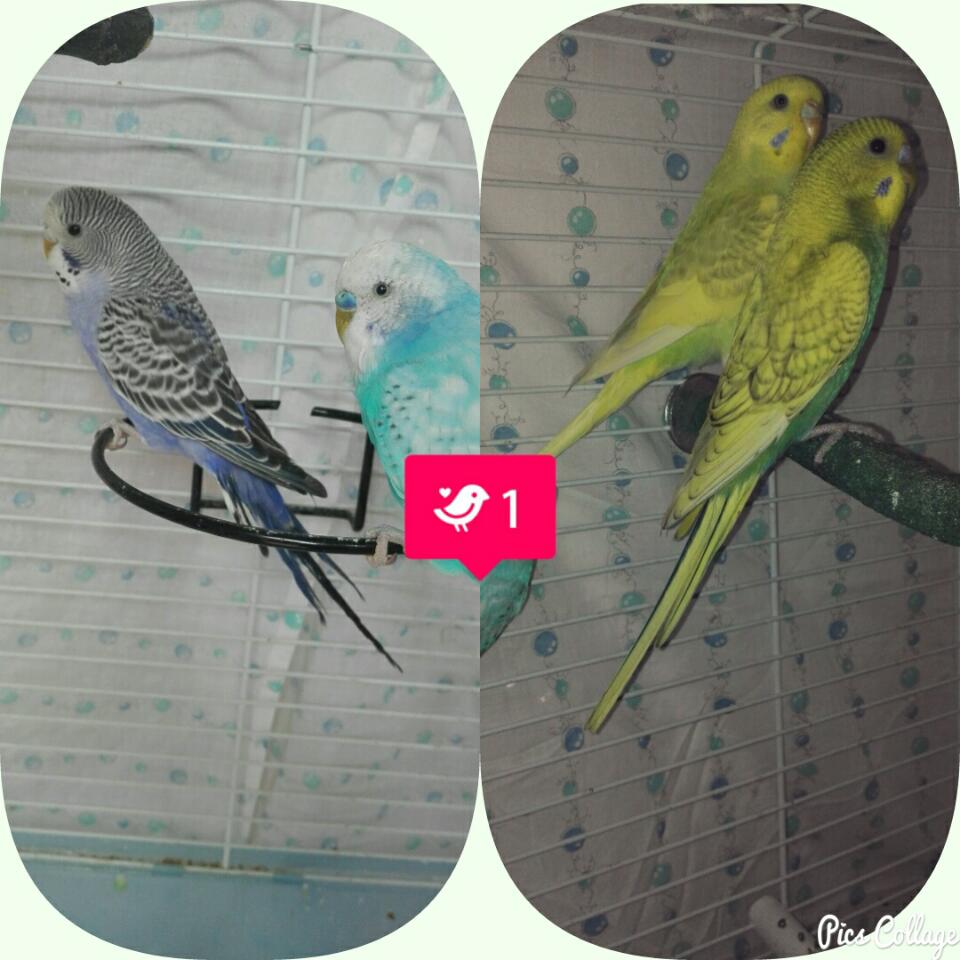 Blu, Cloe, Rebecca e Winter