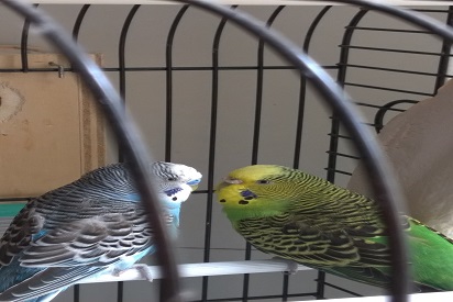 racida e rambo