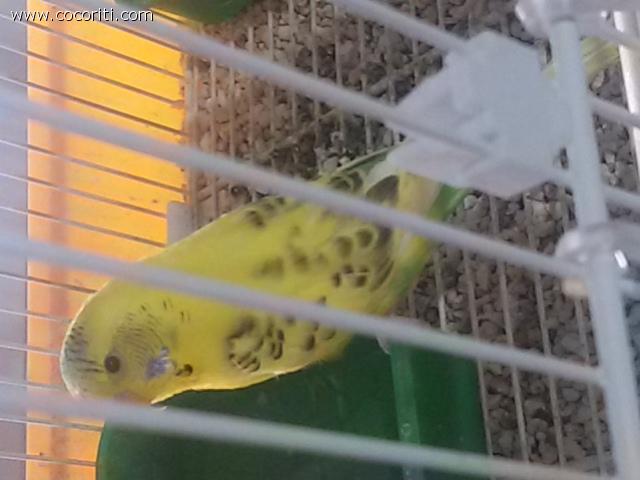 Miguel
