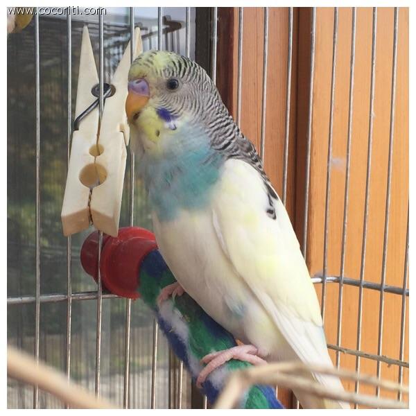 Axel