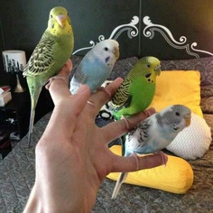 I MIEI AMICI COLORATI