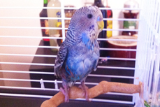Frullino pappagallino ribelle
