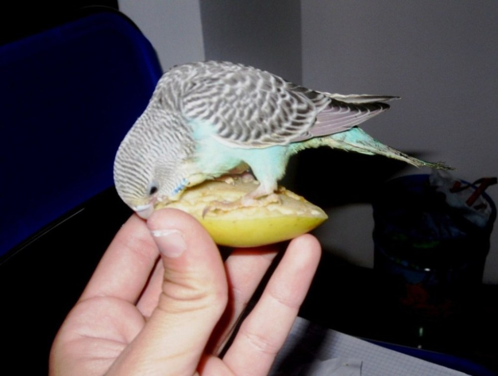 vincenzo,studente appassionato di animali