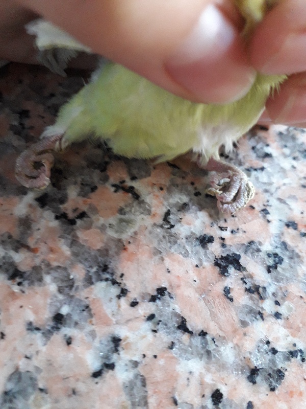 Come Si Vede Se Una Cocorita Deve Fare Le Uova