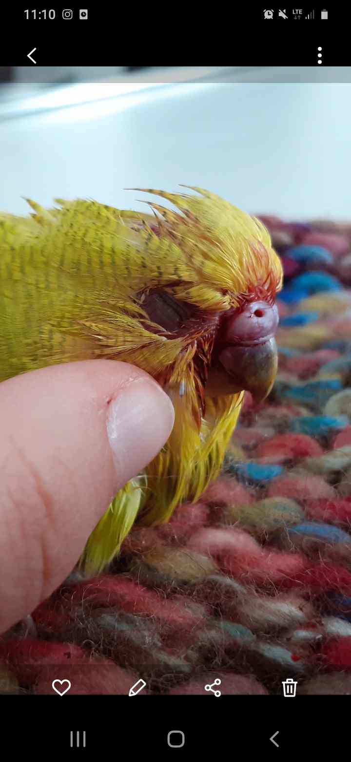 Gallina Che Non Becca Ha Già Beccato