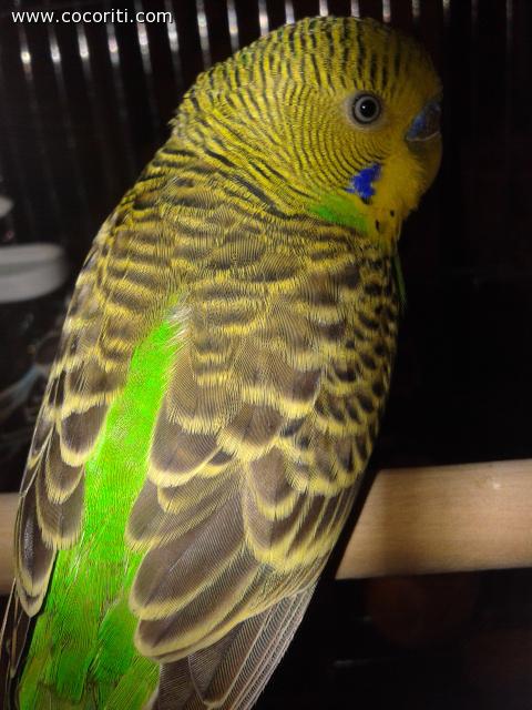 new verde