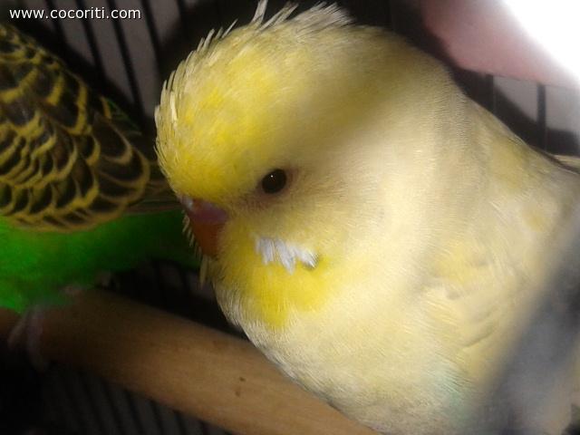 rosita punk