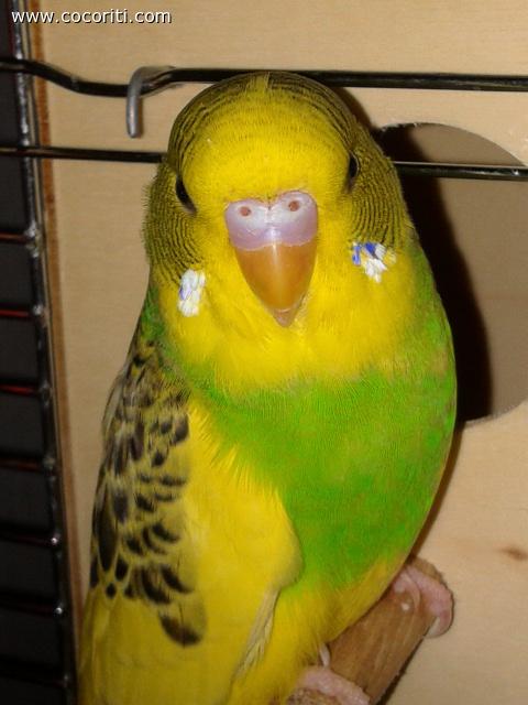 banana/o