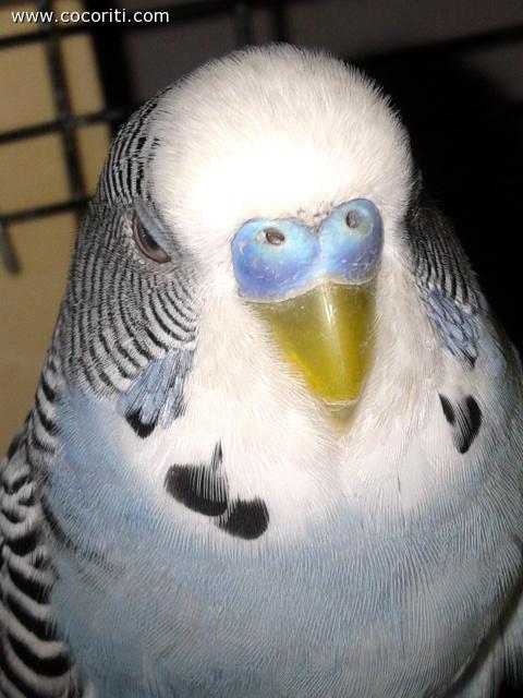 Pallino