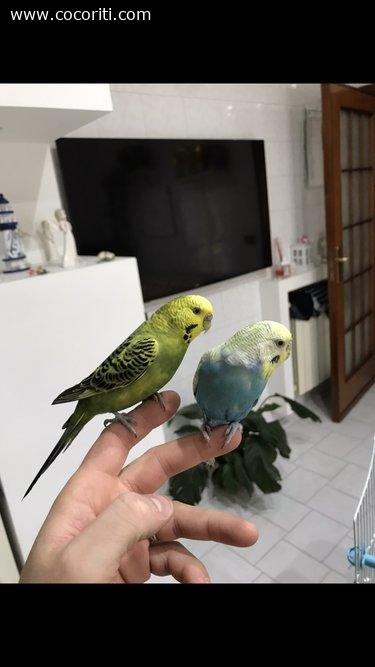 Coppia