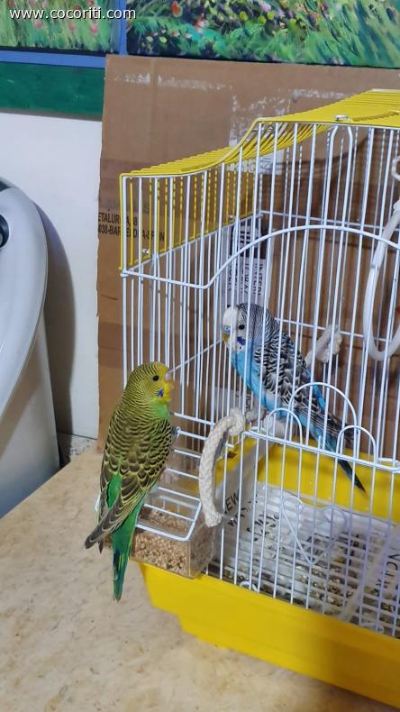 Pippo e Totò