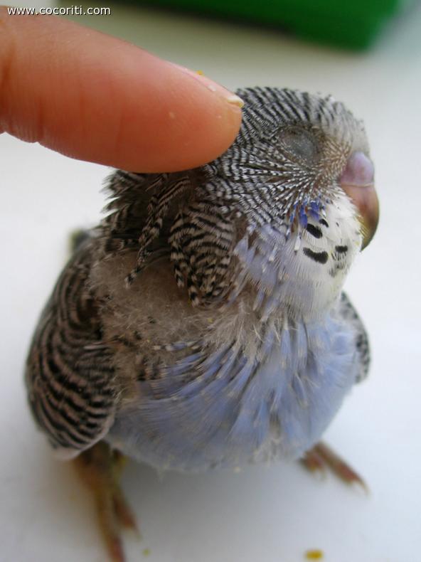 coccolone