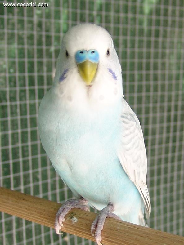 Cocorito Paradiso