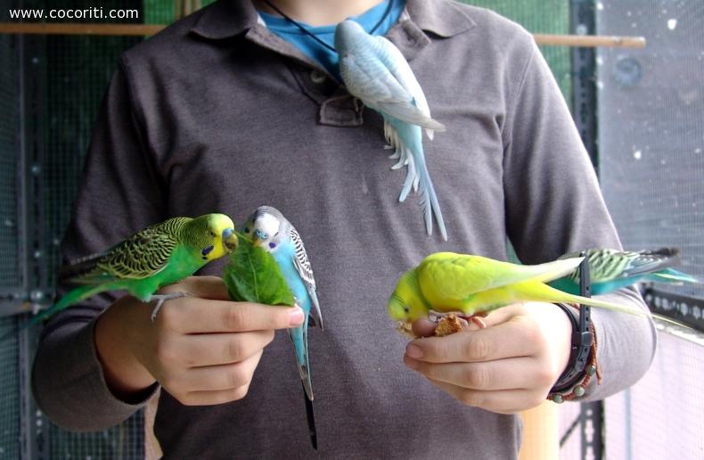 Giacomo e i pappagalli
