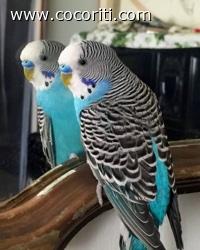Allo specchio