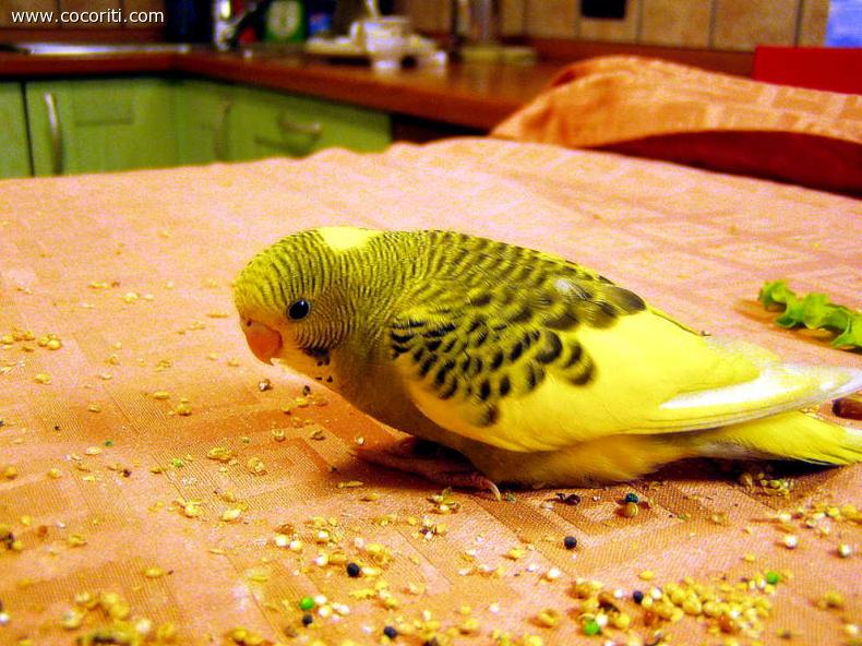 Dolcissima pappagallina ripresa mentre razzola sulla tavola