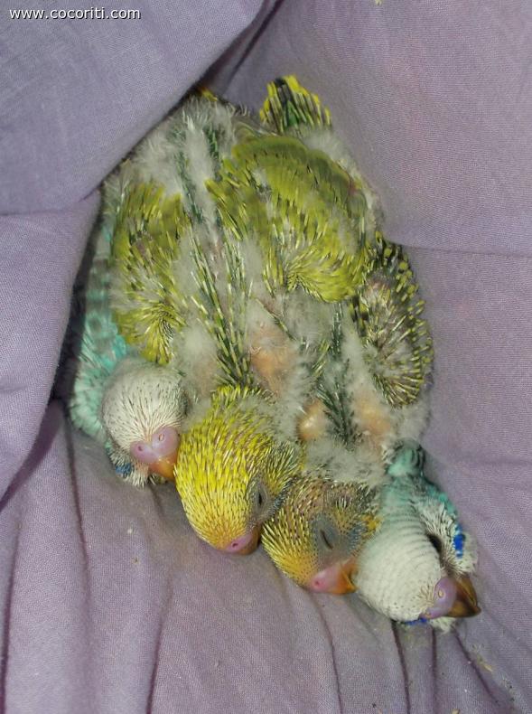 Bellissima nidiata di pappagalli cocoriti