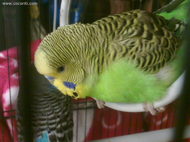 Splendido pappagallino maschio sull'altalena