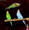 Splendida immagine di tre pappagallini ondulati