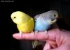  I pappagallini Pepito ed Amelia