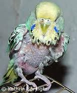 L'autodeplumazione di un pappagallo