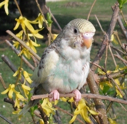 Cocorita posata su un ramo in una bella giobnata di primavera