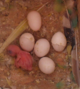 Pullo di cocorita nato da due giorni in mezzo a diverse uova della covata
