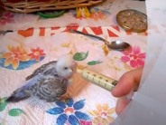 Pulli all'imbecco a varie età